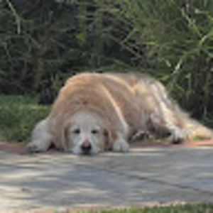 Meet your Posher, Audrey